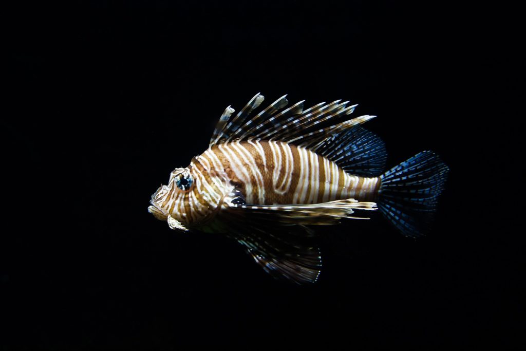 https://dailyalts.com/wp-content/uploads/2019/09/lion-fish-768605_1920-stripe.jpg https://dailyalts.com/wp-content/uploads/2019/09/lion-fish-768605_1920-stripe.jpg