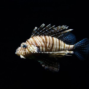 https://dailyalts.com/wp-content/uploads/2019/09/lion-fish-768605_1920-stripe.jpg https://dailyalts.com/wp-content/uploads/2019/09/lion-fish-768605_1920-stripe.jpg