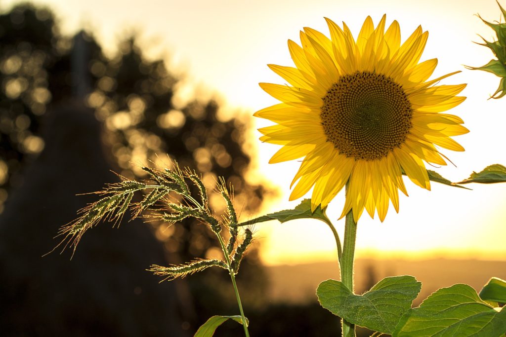 https://dailyalts.com/wp-content/uploads/2019/10/sunflower-1127174_1920-pvt-credit-esg.jpg https://dailyalts.com/wp-content/uploads/2019/10/sunflower-1127174_1920-pvt-credit-esg.jpg