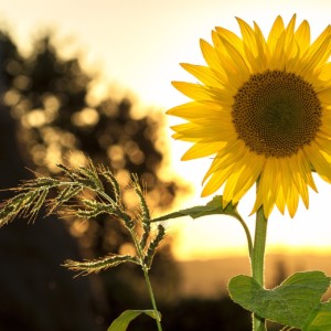 https://dailyalts.com/wp-content/uploads/2019/10/sunflower-1127174_1920-pvt-credit-esg.jpg https://dailyalts.com/wp-content/uploads/2019/10/sunflower-1127174_1920-pvt-credit-esg.jpg
