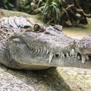 https://dailyalts.com/wp-content/uploads/2019/12/crocodile-1660512_1920-saba-nuo.jpg https://dailyalts.com/wp-content/uploads/2019/12/crocodile-1660512_1920-saba-nuo.jpg