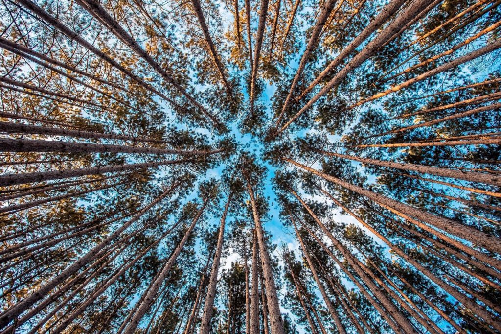 https://dailyalts.com/wp-content/uploads/2019/12/forest-1245951_1920-pimco-esg-etf.jpg https://dailyalts.com/wp-content/uploads/2019/12/forest-1245951_1920-pimco-esg-etf.jpg