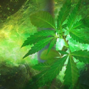 https://dailyalts.com/wp-content/uploads/2020/01/marijuana-1910598-medical-etf.jpg https://dailyalts.com/wp-content/uploads/2020/01/marijuana-1910598-medical-etf.jpg