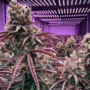 https://dailyalts.com/wp-content/uploads/2020/02/cannabis-3842166_1920.jpg https://dailyalts.com/wp-content/uploads/2020/02/cannabis-3842166_1920.jpg