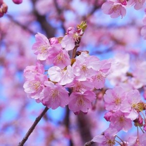 https://dailyalts.com/wp-content/uploads/2020/02/cherry-blossom-1317308_640.jpg https://dailyalts.com/wp-content/uploads/2020/02/cherry-blossom-1317308_640.jpg