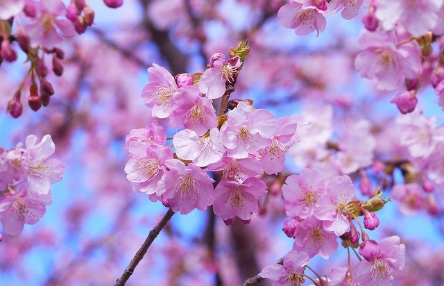 https://dailyalts.com/wp-content/uploads/2020/02/cherry-blossom-1317308_640.jpg https://dailyalts.com/wp-content/uploads/2020/02/cherry-blossom-1317308_640.jpg
