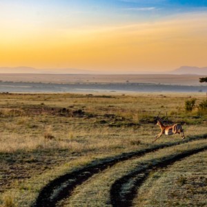 https://dailyalts.com/wp-content/uploads/2020/03/antelope-4121962_1280-africa-startups.jpg https://dailyalts.com/wp-content/uploads/2020/03/antelope-4121962_1280-africa-startups.jpg