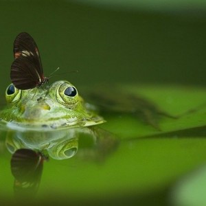 https://dailyalts.com/wp-content/uploads/2020/03/frog-540812_640-risk-NUSI.jpg https://dailyalts.com/wp-content/uploads/2020/03/frog-540812_640-risk-NUSI.jpg