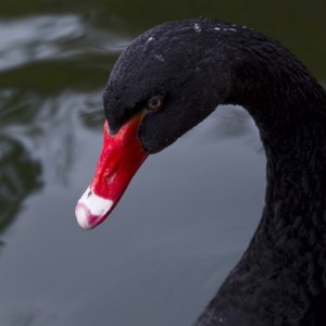 https://dailyalts.com/wp-content/uploads/2020/03/swan-3407917_640-balckswan.jpg https://dailyalts.com/wp-content/uploads/2020/03/swan-3407917_640-balckswan.jpg