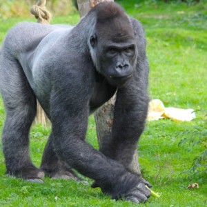 https://dailyalts.com/wp-content/uploads/2020/04/gorilla-4586374_640.jpg https://dailyalts.com/wp-content/uploads/2020/04/gorilla-4586374_640.jpg