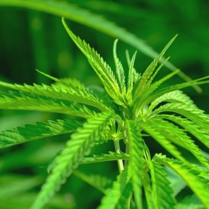 https://dailyalts.com/wp-content/uploads/2020/04/hemp-4354381_640-relm.jpg https://dailyalts.com/wp-content/uploads/2020/04/hemp-4354381_640-relm.jpg