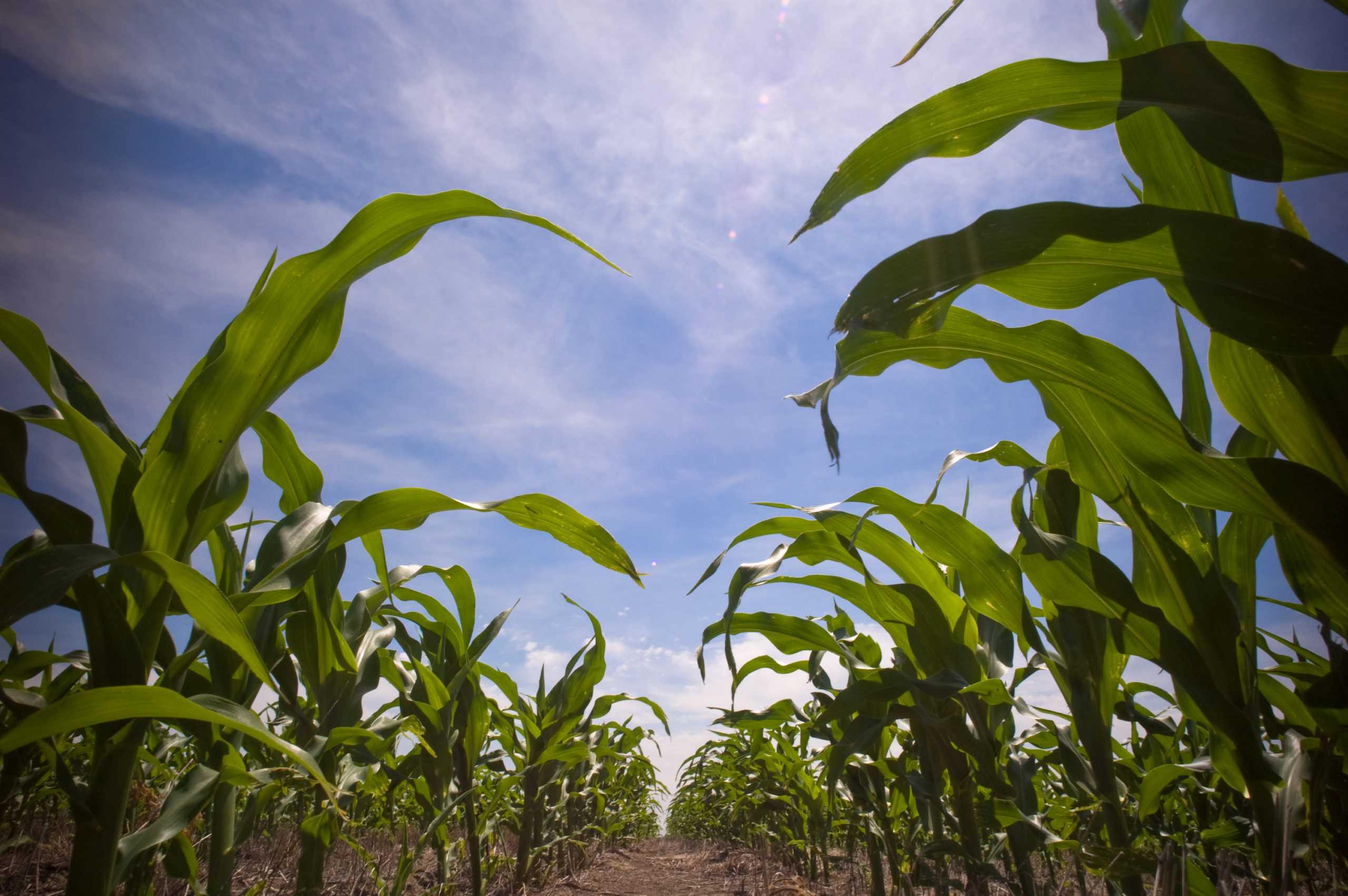 Pivot Bio, disruptor of synthetic fertilizers, collects $100M - DailyAlts