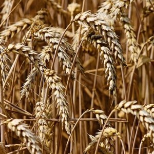 https://dailyalts.com/wp-content/uploads/2020/05/wheat-3524861_640-ETFs.jpg https://dailyalts.com/wp-content/uploads/2020/05/wheat-3524861_640-ETFs.jpg