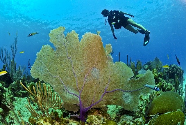 https://dailyalts.com/wp-content/uploads/2020/06/diver-79597_640.jpg https://dailyalts.com/wp-content/uploads/2020/06/diver-79597_640.jpg