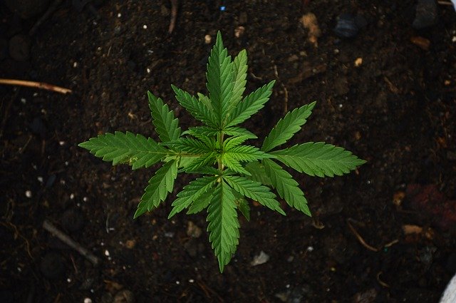 https://dailyalts.com/wp-content/uploads/2020/06/green-1648353_640.jpg https://dailyalts.com/wp-content/uploads/2020/06/green-1648353_640.jpg
