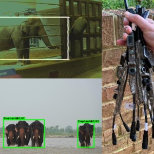 https://dailyalts.com/wp-content/uploads/2020/09/World_Elephant_Day_Collage-scaled.jpg https://dailyalts.com/wp-content/uploads/2020/09/World_Elephant_Day_Collage-scaled.jpg