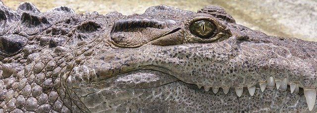 https://dailyalts.com/wp-content/uploads/2020/09/crocodile-1660537_640.jpg https://dailyalts.com/wp-content/uploads/2020/09/crocodile-1660537_640.jpg
