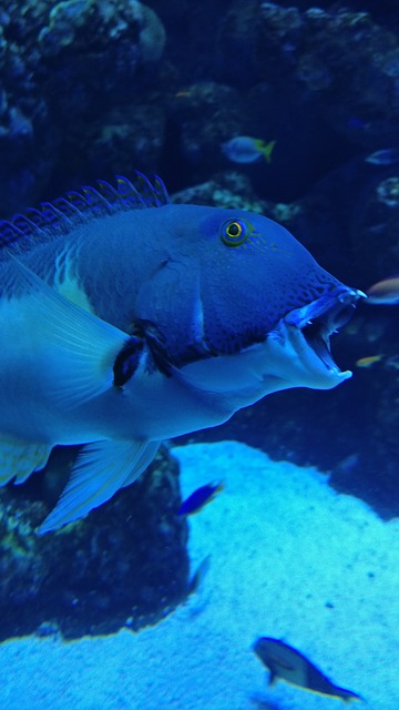 https://dailyalts.com/wp-content/uploads/2020/09/great-barrier-reef-3513421_640.jpg https://dailyalts.com/wp-content/uploads/2020/09/great-barrier-reef-3513421_640.jpg