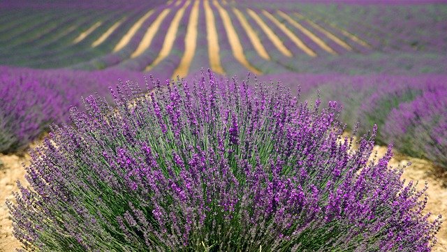 https://dailyalts.com/wp-content/uploads/2020/09/lavender-894919_640.jpg https://dailyalts.com/wp-content/uploads/2020/09/lavender-894919_640.jpg
