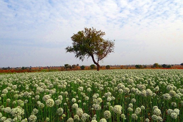https://dailyalts.com/wp-content/uploads/2020/09/onion-fields-285107_640.jpg https://dailyalts.com/wp-content/uploads/2020/09/onion-fields-285107_640.jpg
