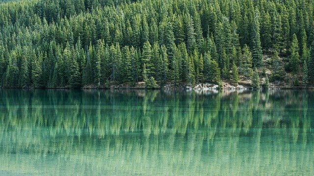 https://dailyalts.com/wp-content/uploads/2020/09/pine-trees-1209656_640.jpg https://dailyalts.com/wp-content/uploads/2020/09/pine-trees-1209656_640.jpg
