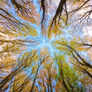 https://dailyalts.com/wp-content/uploads/2020/09/trees-5605176_640.jpg https://dailyalts.com/wp-content/uploads/2020/09/trees-5605176_640.jpg