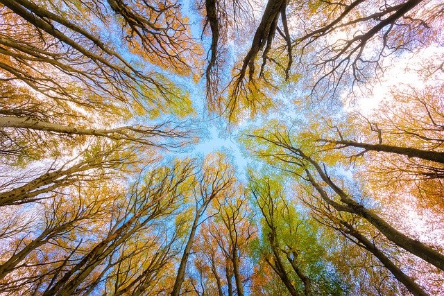 https://dailyalts.com/wp-content/uploads/2020/09/trees-5605176_640.jpg https://dailyalts.com/wp-content/uploads/2020/09/trees-5605176_640.jpg