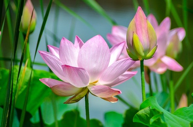 https://dailyalts.com/wp-content/uploads/2020/09/water-lily-2536194_640.jpg https://dailyalts.com/wp-content/uploads/2020/09/water-lily-2536194_640.jpg