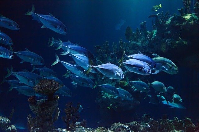 https://dailyalts.com/wp-content/uploads/2020/10/animal-21668_640-blue.jpg https://dailyalts.com/wp-content/uploads/2020/10/animal-21668_640-blue.jpg