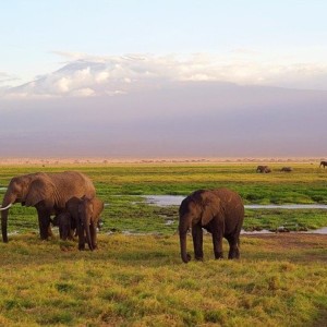 https://dailyalts.com/wp-content/uploads/2020/10/elephants-4275741_640.jpg https://dailyalts.com/wp-content/uploads/2020/10/elephants-4275741_640.jpg