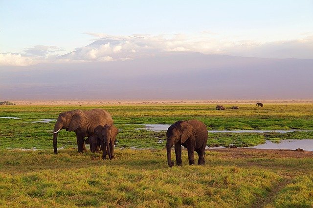 https://dailyalts.com/wp-content/uploads/2020/10/elephants-4275741_640.jpg https://dailyalts.com/wp-content/uploads/2020/10/elephants-4275741_640.jpg