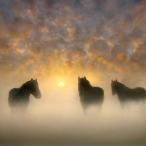 https://dailyalts.com/wp-content/uploads/2020/10/equines-5400385_640.jpg https://dailyalts.com/wp-content/uploads/2020/10/equines-5400385_640.jpg