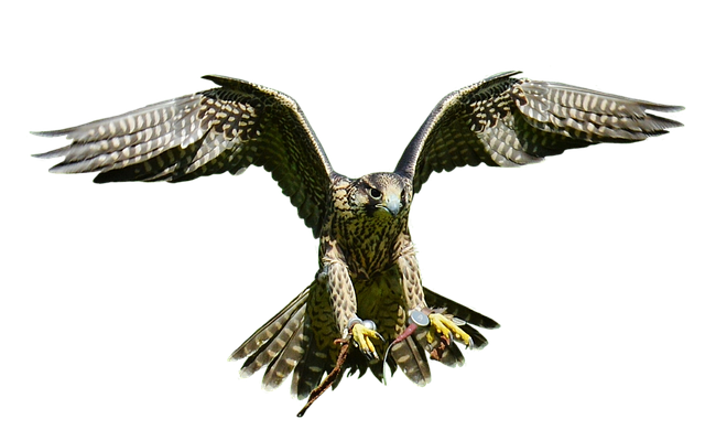 https://dailyalts.com/wp-content/uploads/2020/10/falcon-2747080_640.png https://dailyalts.com/wp-content/uploads/2020/10/falcon-2747080_640.png