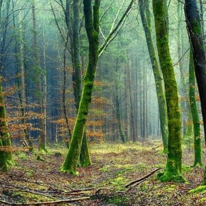 https://dailyalts.com/wp-content/uploads/2020/10/nature-3092017_640.jpg https://dailyalts.com/wp-content/uploads/2020/10/nature-3092017_640.jpg