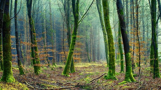 https://dailyalts.com/wp-content/uploads/2020/10/nature-3092017_640.jpg https://dailyalts.com/wp-content/uploads/2020/10/nature-3092017_640.jpg