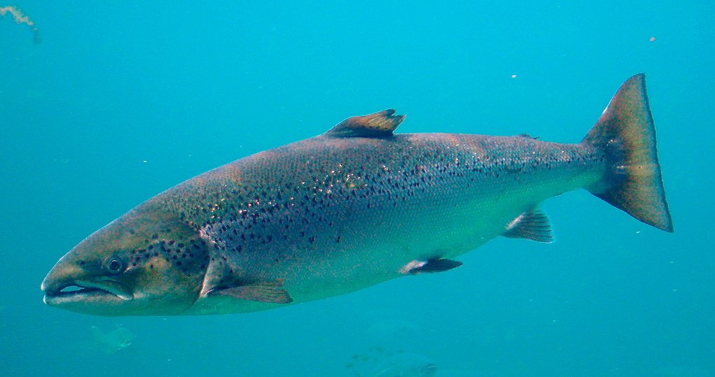 https://dailyalts.com/wp-content/uploads/2020/11/1024px-Salmo_salar-Atlantic_Salmon-Atlanterhavsparken_Norway_cropped.jpg https://dailyalts.com/wp-content/uploads/2020/11/1024px-Salmo_salar-Atlantic_Salmon-Atlanterhavsparken_Norway_cropped.jpg