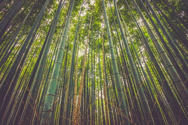 https://dailyalts.com/wp-content/uploads/2020/11/bamboo-918484_640.jpg https://dailyalts.com/wp-content/uploads/2020/11/bamboo-918484_640.jpg