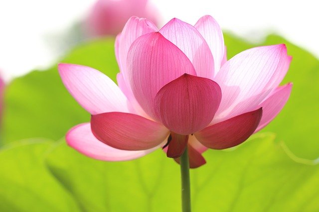https://dailyalts.com/wp-content/uploads/2020/11/lotus-846059_640.jpg https://dailyalts.com/wp-content/uploads/2020/11/lotus-846059_640.jpg