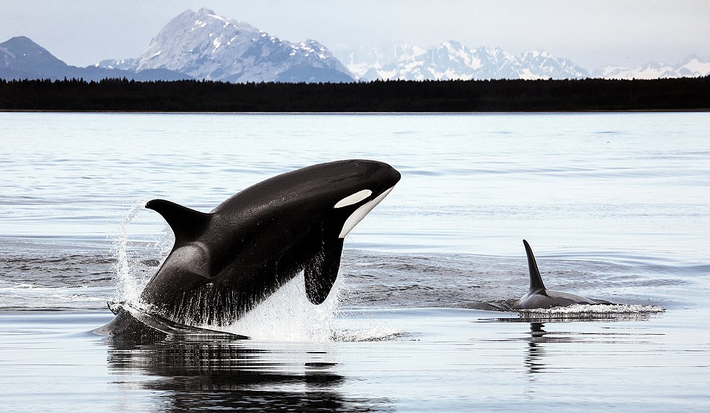 https://dailyalts.com/wp-content/uploads/2020/12/1024px-Orcas_in_Alaska.jpg https://dailyalts.com/wp-content/uploads/2020/12/1024px-Orcas_in_Alaska.jpg