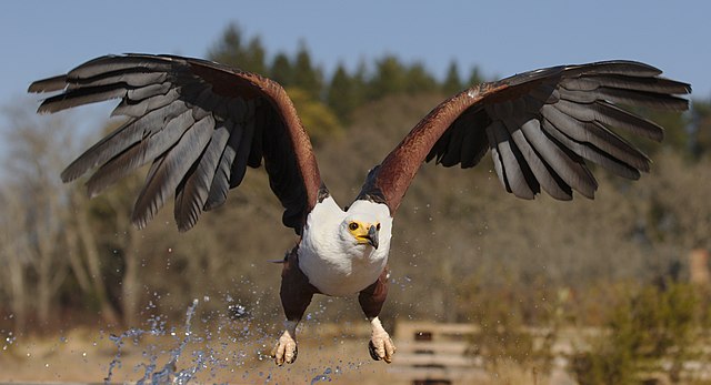 https://dailyalts.com/wp-content/uploads/2020/12/640px-African_fish_eagle_Haliaeetus_vocifer_at_Dullstroom_Bird_of_Prey__Rehabilitation_Centre_captive_tame_flown._48439879877.jpg https://dailyalts.com/wp-content/uploads/2020/12/640px-African_fish_eagle_Haliaeetus_vocifer_at_Dullstroom_Bird_of_Prey__Rehabilitation_Centre_captive_tame_flown._48439879877.jpg