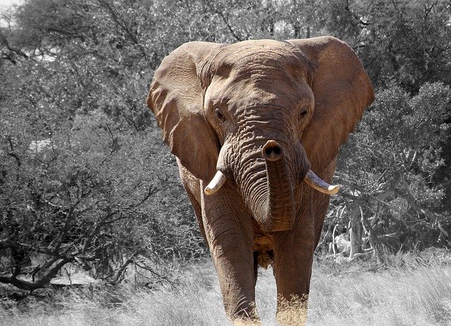https://dailyalts.com/wp-content/uploads/2021/01/elephant-84186_640.jpg https://dailyalts.com/wp-content/uploads/2021/01/elephant-84186_640.jpg