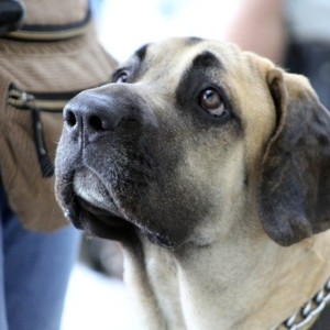 https://dailyalts.com/wp-content/uploads/2021/01/fila-brasileiro-5232193_640.jpg https://dailyalts.com/wp-content/uploads/2021/01/fila-brasileiro-5232193_640.jpg