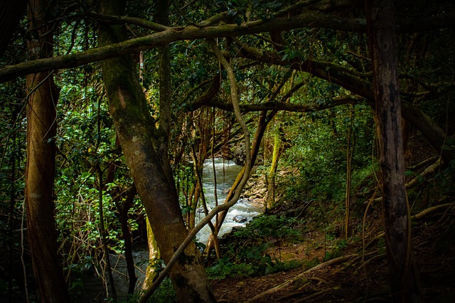 https://dailyalts.com/wp-content/uploads/2021/01/rainforest-5425195_640.jpg https://dailyalts.com/wp-content/uploads/2021/01/rainforest-5425195_640.jpg
