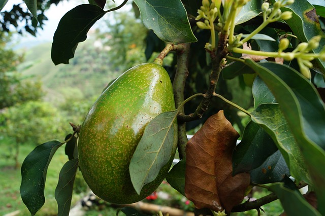 https://dailyalts.com/wp-content/uploads/2021/02/avocado-2192116_640.jpg https://dailyalts.com/wp-content/uploads/2021/02/avocado-2192116_640.jpg