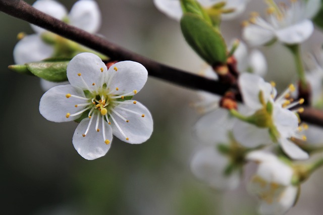 https://dailyalts.com/wp-content/uploads/2021/02/the-petals-4259310_640.jpg https://dailyalts.com/wp-content/uploads/2021/02/the-petals-4259310_640.jpg