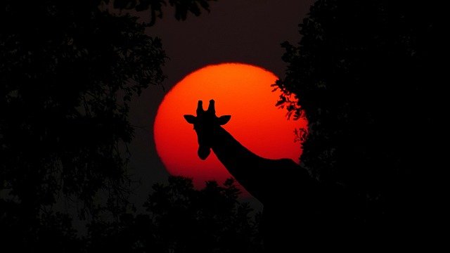 https://dailyalts.com/wp-content/uploads/2021/03/giraffe-2073609_640.jpg https://dailyalts.com/wp-content/uploads/2021/03/giraffe-2073609_640.jpg