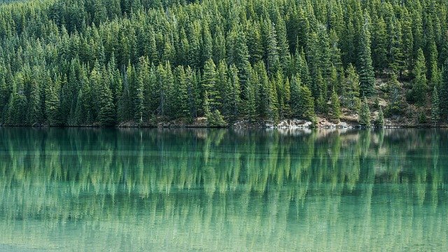 https://dailyalts.com/wp-content/uploads/2021/03/pine-trees-1209656_640.jpg https://dailyalts.com/wp-content/uploads/2021/03/pine-trees-1209656_640.jpg