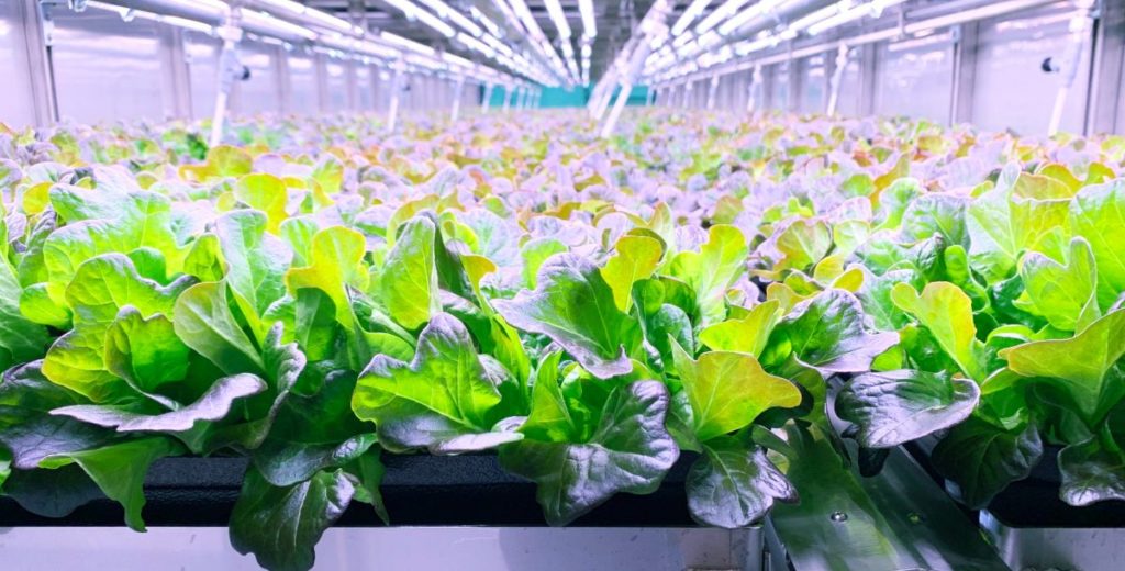 https://dailyalts.com/wp-content/uploads/2021/08/FarmGreens-scaled-1.jpg https://dailyalts.com/wp-content/uploads/2021/08/FarmGreens-scaled-1.jpg