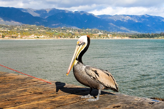 https://dailyalts.com/wp-content/uploads/2021/08/pelican-2107259_640.jpg https://dailyalts.com/wp-content/uploads/2021/08/pelican-2107259_640.jpg