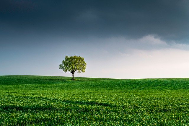 https://dailyalts.com/wp-content/uploads/2021/08/tree-6147402_640.jpg https://dailyalts.com/wp-content/uploads/2021/08/tree-6147402_640.jpg